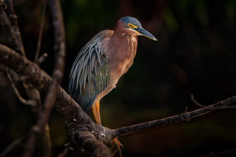 011 Tortuguero, groene reiger.jpg